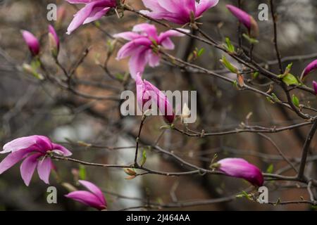 Profondità di campo poco profonda (fuoco selettivo) dettagli con germogli e fiori di un albero Magnolia in primavera. Foto Stock