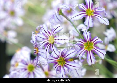 Leucocoryne vittata o giglio di sole, in fiore Foto Stock