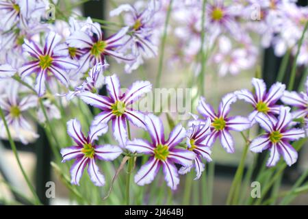 Leucocoryne vittata o giglio di sole, in fiore Foto Stock