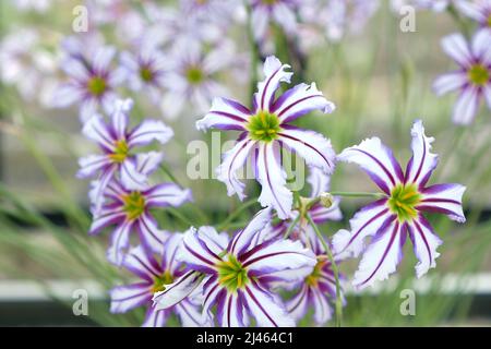 Leucocoryne vittata o giglio di sole, in fiore Foto Stock