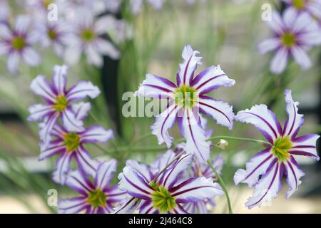 Leucocoryne vittata o giglio di sole, in fiore Foto Stock