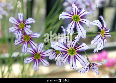 Leucocoryne vittata o giglio di sole, in fiore Foto Stock