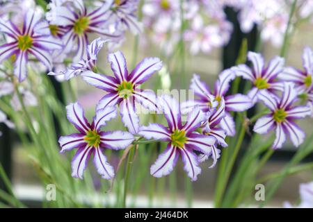 Leucocoryne vittata o giglio di sole, in fiore Foto Stock