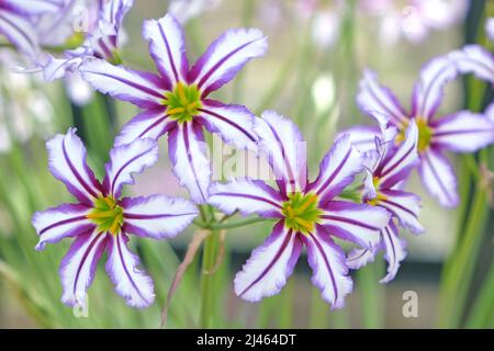 Leucocoryne vittata o giglio di sole, in fiore Foto Stock