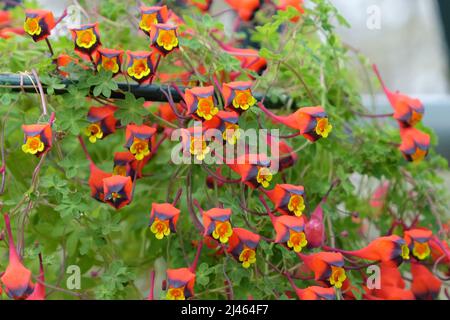 Dainty Tropaeolum tricolore in fiore Foto Stock
