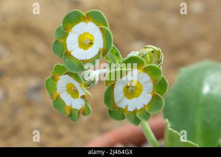 Primula Auricula ÔGreenpeaceÕ in fiore Foto Stock