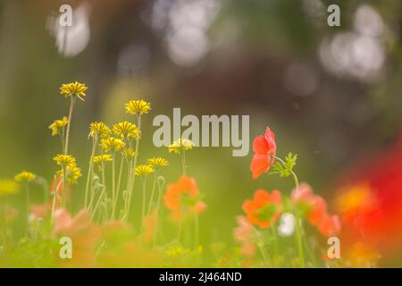 Fuoco selettivo su un campo di coronaria rossa di Anemone (Poppy Anemone). Fotografato in Israele nella primavera di febbraio. Questo fiore selvatico può apparire in diversi Foto Stock