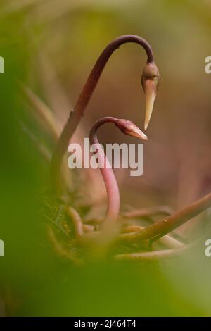 Germogli di violetti persiani (ciclamino pericum). Fotografato in Israele nel mese di febbraio Foto Stock
