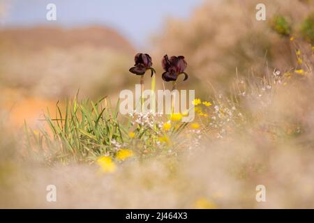 Costiera o Iris Iris Viola (Iris atropurpurea) Questa Iris è endemica di Israele Photogrpahed presso l'Iris costiera riserva naturale, Natanya, Israele in Foto Stock