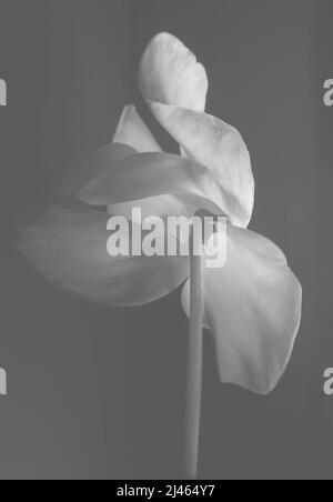 Bel fiore di ciclamino su sfondo nero. Delicato fiore rosa su un gambo lungo e sottile. Delicati petali rosa grandi. Vista posteriore; bianco e nero; bianco e nero Foto Stock