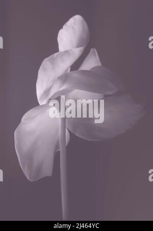 Bel fiore di ciclamino su sfondo nero. Delicato fiore rosa su un gambo lungo e sottile. Delicati petali rosa grandi. Vista posteriore Foto Stock