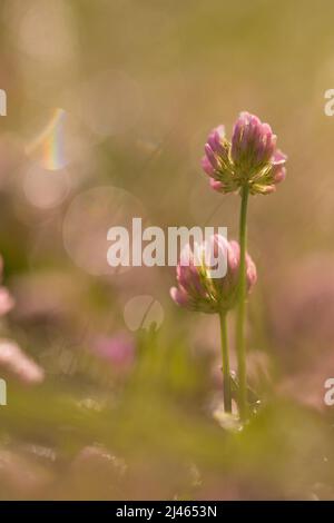 Trifolium purpurpureum (trifoglio viola) Clover o trifoglio sono nomi comuni per le piante del genere Trifolium che fissa azoto, riducendo la necessità di sintesi Foto Stock
