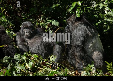 Una truppa di gorilla di montagna (Gorilla beringei beringei) fotografata al Parco Nazionale impenetrabile di Bwindi (BINP) nel sud-ovest dell'Uganda, ad est Foto Stock