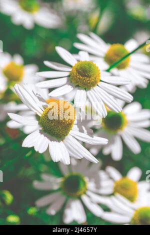 Campo di fiori di camomilla. Camomilla nella natura. Campo di camomiles in giornata di sole nella natura Foto Stock