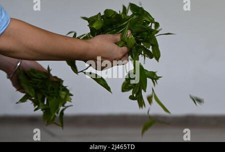 Wuzhishan, provincia cinese di Hainan. 10th Apr 2022. Un villager elabora le foglie di tè in un laboratorio di tè a Maona Village di Wuzhishan City, nella provincia cinese meridionale di Hainan, il 10 aprile 2022. Negli ultimi anni, Maona Village ha promosso il turismo rurale nel tentativo di contribuire ad aumentare i redditi dei residenti locali e accelerare la rivitalizzazione rurale combinando il suo turismo con la cultura della minoranza etnica li e la cultura del tè. Credit: Yang Guanyu/Xinhua/Alamy Live News Foto Stock