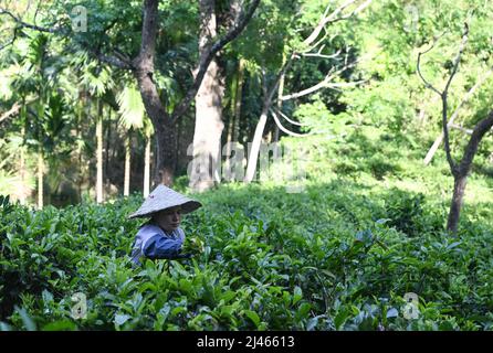 Wuzhishan, provincia cinese di Hainan. 10th Apr 2022. Un villager sceglie le foglie di tè in un giardino nel villaggio Maona di Wuzhishan City, nella provincia di Hainan della Cina meridionale, il 10 aprile 2022. Negli ultimi anni, Maona Village ha promosso il turismo rurale nel tentativo di contribuire ad aumentare i redditi dei residenti locali e accelerare la rivitalizzazione rurale combinando il suo turismo con la cultura della minoranza etnica li e la cultura del tè. Credit: Yang Guanyu/Xinhua/Alamy Live News Foto Stock