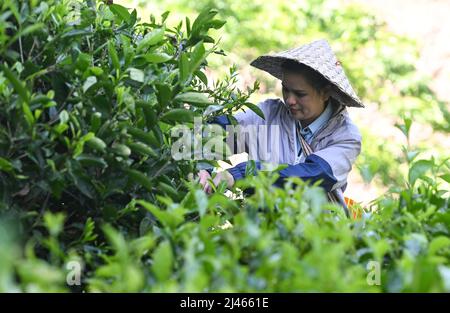 Wuzhishan, provincia cinese di Hainan. 10th Apr 2022. Un villager sceglie le foglie di tè in un giardino nel villaggio Maona di Wuzhishan City, nella provincia di Hainan della Cina meridionale, il 10 aprile 2022. Negli ultimi anni, Maona Village ha promosso il turismo rurale nel tentativo di contribuire ad aumentare i redditi dei residenti locali e accelerare la rivitalizzazione rurale combinando il suo turismo con la cultura della minoranza etnica li e la cultura del tè. Credit: Yang Guanyu/Xinhua/Alamy Live News Foto Stock