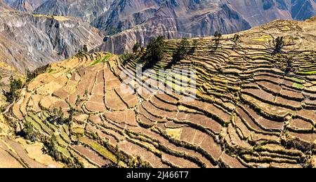 Campi terrazzati nel Canyon del Colca a Cabanaconde nella regione di Arequipa in Perù Foto Stock