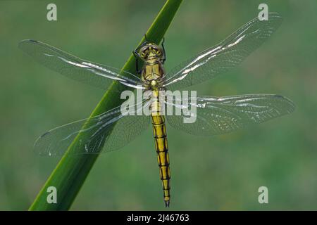 Femmina immatura di dragonfly skimmer dalla coda nera, Orthetrum cannellatum, Libellulidae Foto Stock