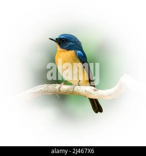 Maschio Hill Blue Flycatcher appollaiato su un persico che guarda in una distanza isolata su sfondo sfumato rotondo sfocato Foto Stock