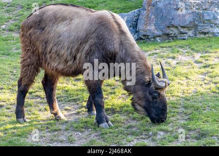 Il takin (Budorcas tassicolor) su pascolo Foto Stock