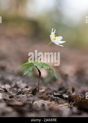 Legno Anemone su Woodland Floor Foto Stock