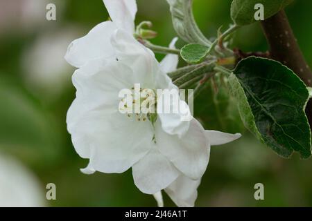 Rami di pere con fiori, boccioli e foglie in una giornata di sole. Foto Stock