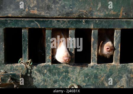 Cani da caccia bloccati in gabbie di trasporto camion durante una riunione di caccia cinghiale a Guadalcanal, Andalusia, Spagna Foto Stock