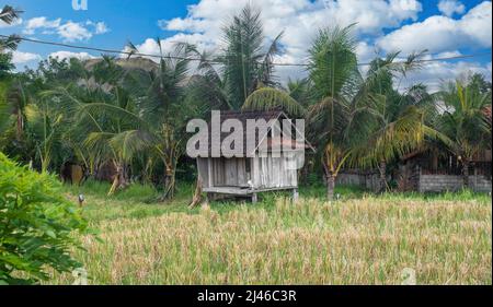 Vecchio capanna in mezzo al campo di riso con foresta dietro e cielo blu con le nuvole in Indonesia Foto Stock