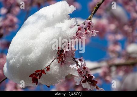 Primo piano di fiori di ciliegio coperti di neve Foto Stock