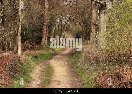 Inglese Woodland Track nelle Chiltern Hills nel Buckinghamshire Inghilterra Foto Stock