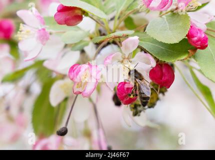 Honey Bee UK; un'ape di miele sulla fioritura della mela nella primavera del Regno Unito, Apis mellifera, che aiuta nell'impollinazione, Worcestershire Regno Unito Foto Stock