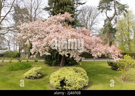 Albero asiatico di mele in fiore, aka granchio cinese o mela cinese fiorente, Malus spectabilis, fioritura in primavera, Worcestershire Regno Unito Foto Stock