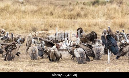 Avvistato, o ridendo hyena, Crocuta crocuta, insegue avvoltoi africani con sfondo bianco, gips africanus, lontano da una carcassa zebra. Una cicogna marabou, Leptopt Foto Stock