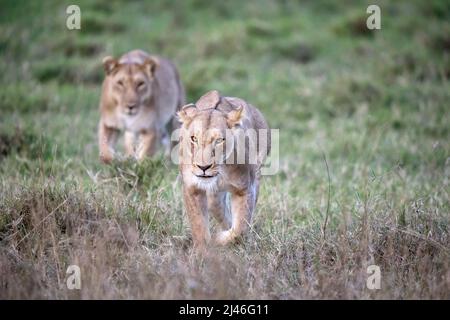 Due leonesse, panthera leo, camminano attraverso l'erba fresca del Masai Mara, Kenya, al crepuscolo. Questi animali di orgoglio diventano più attivi come il giorno diventa Foto Stock