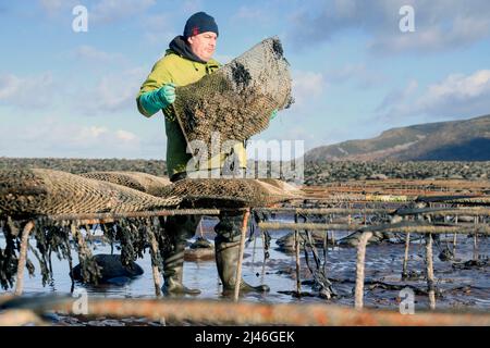 Un agricoltore di ostriche trasporta il suo stock verso le relé di marea dove matureranno a Porlock Bay, Somerset, Regno Unito. Foto Stock