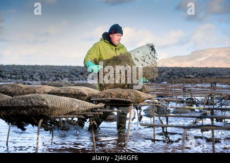 Un agricoltore di ostriche trasporta il suo stock verso le relé di marea dove matureranno a Porlock Bay, Somerset, Regno Unito. Foto Stock