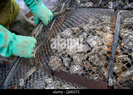 Dettaglio di un agricoltore di ostriche che lega il suo stock di borse di ostriche a tralicci sulle relé maremontali dove matureranno a Porlock Bay, Somerset, Regno Unito. Foto Stock