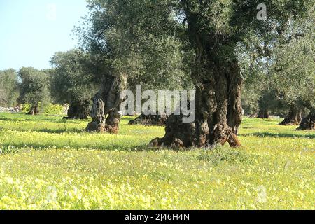 Frutteto di ulivi antichi con tronchi dispari in Puglia, Italia Foto Stock