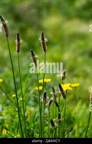 Alopecurus geniculatus è una specie di erba conosciuta con il nome comune di foxtail d'acqua o foxtail di palude. Alopecurus geniculatus è un'erba perenne. Foto Stock