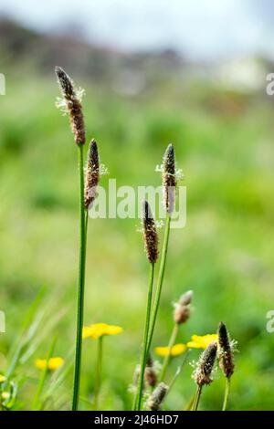 Alopecurus geniculatus è una specie di erba conosciuta con il nome comune di foxtail d'acqua o foxtail di palude. Alopecurus geniculatus è un'erba perenne. Foto Stock