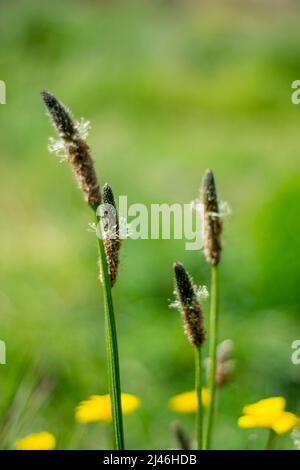 Alopecurus geniculatus è una specie di erba conosciuta con il nome comune di foxtail d'acqua o foxtail di palude. Alopecurus geniculatus è un'erba perenne. Foto Stock