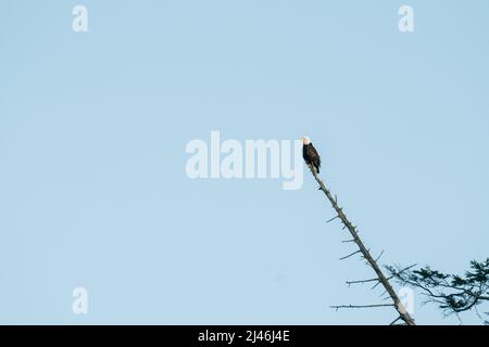 Ampia vista di un'aquila calva appollaiata su un albero morto Foto Stock