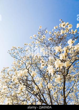 Fiori di Magnolia kobus bianco sullo sfondo blu cielo Foto Stock