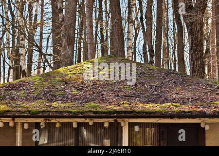 Tetto residenziale coperto in Moss e detriti in disperata necessità di riparazione o sostituzione Foto Stock