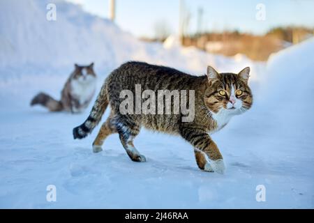 Il gatto domestico attento sta sneaking sulla strada innevata rurale vicino alle ciuffate di neve nella giornata fredda di inverno nel villaggio. Foto Stock