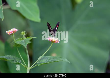 Farfalla comune postman (Helionius melpomene) che si alimenta con ali semi aperte da un fiore rosa e giallo isolato con foglia verde tropicale Foto Stock