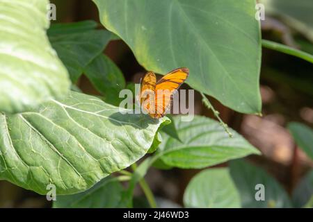Farfalla heliconica Julia (Dryas iulia) poggiata con ali semiaperte su una foglia verde isolata con foglie verdi tropicali sullo sfondo Foto Stock