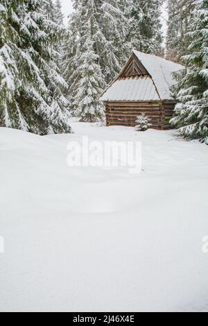 Neve fresca profonda e capanna di legno con un piccolo albero di abete rosso in una foresta di abete rosso Foto Stock