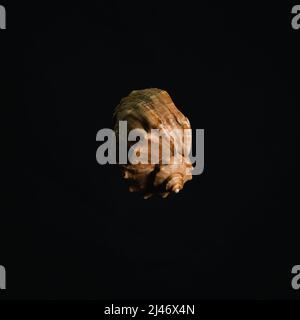 Seashell isolato su sfondo nero mare scuro Foto Stock
